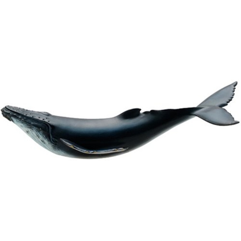 Favorite Humpback Whale FM902