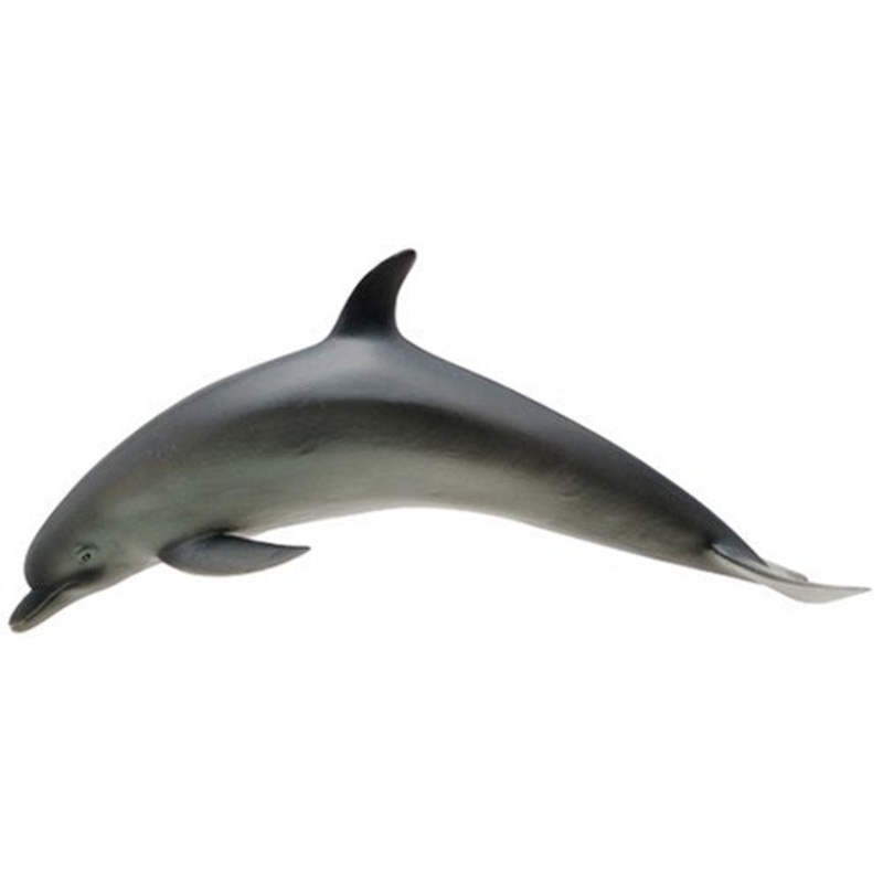Favorite Bottlenose Dolphin FM905