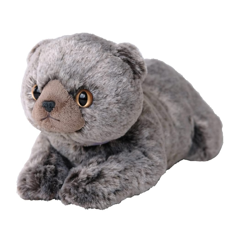 SunLemon LapCat ScotFold GyP-8342